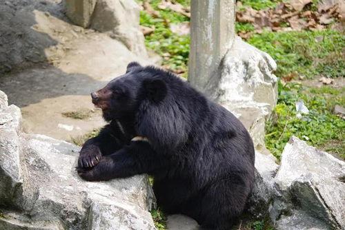 狗熊皮肤爆料视频大全下载,揭秘游戏内神秘皮肤背后的故事 第3张 狗熊皮肤爆料视频大全下载,揭秘游戏内神秘皮肤背后的故事 第3张